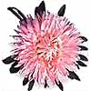 [ Aster ]