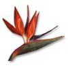 [ Bird of Paradise ]
