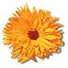 [ Calendula ]