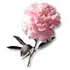 [ Carnation ]