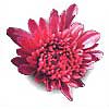 [ Chrysanthemum ]
