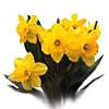 [ Daffodil ]