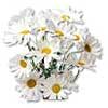 [ Daisy ]