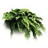 [ Fern ]
