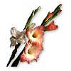 [ Gladiolus ]