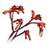 [ Kangaroo Paw ]