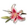[ Lily ]