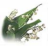 [ Lily of the Valley ]