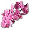 [ Orchid ]