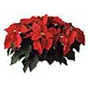 [ Poinsettia ]