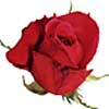 [ Rose ]