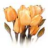 [ Tulip ]
