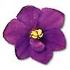 [ Violet ]